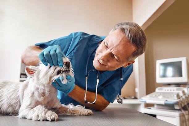 Best Emergency Dental Care for Trauma or Injury in Benton Park, CA